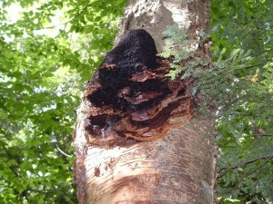 Chaga Mantarı Özü
