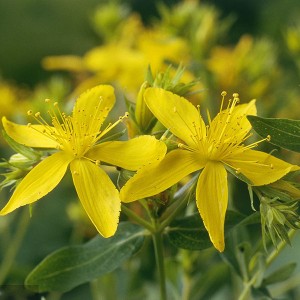 Ekstrak St.John's Wort