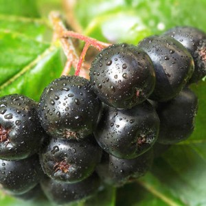 Aronia Extract