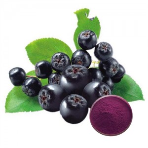 Chiết xuất Aronia