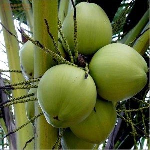 Kokosnusssaftpulver