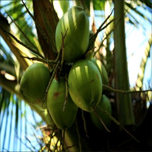 Polvo de jugo de coco