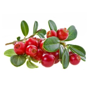 Ekstrak Cranberry