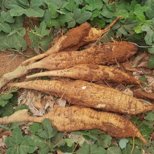 Kudzu root extract