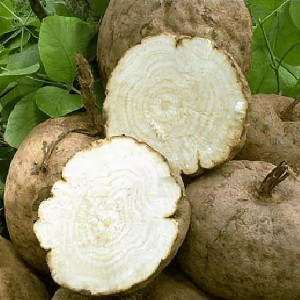 Kudzu kökü ekstresi