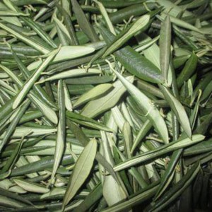 Zeytin Yaprağı ekstresi