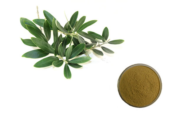 Olive Leaf Extract