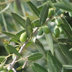 Olivenblattextrakt