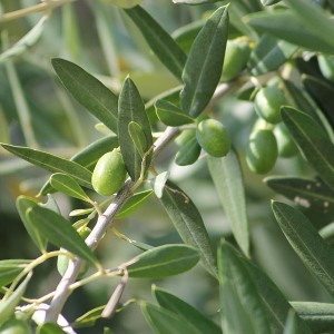 Zeytin Yaprağı ekstresi