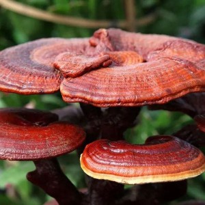 Reishi mantarı özü