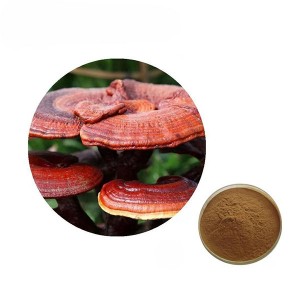 Reishi mushroom extract