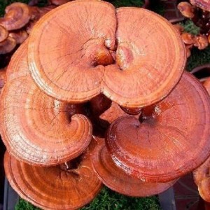 Reishi mantarı özü