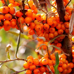 Seabuckthorn Powder