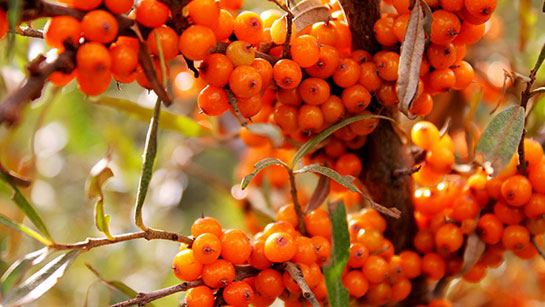 Seabuckthorn Powder