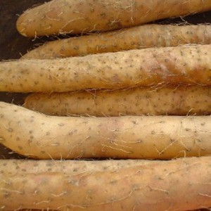 Wild Yam extract