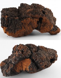 Chaga Mantarı Özü