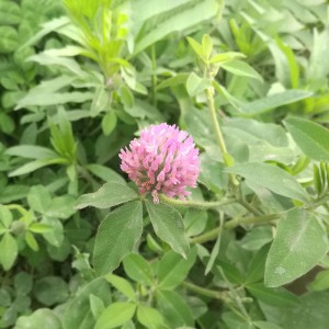 Red clover extract