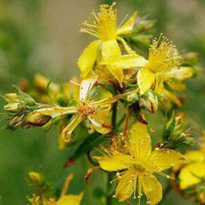 Ekstrak St.John's Wort