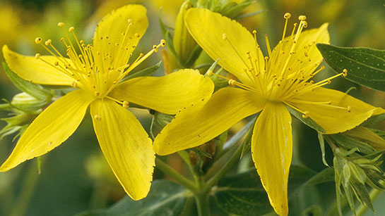 Chiết xuất St.John's Wort